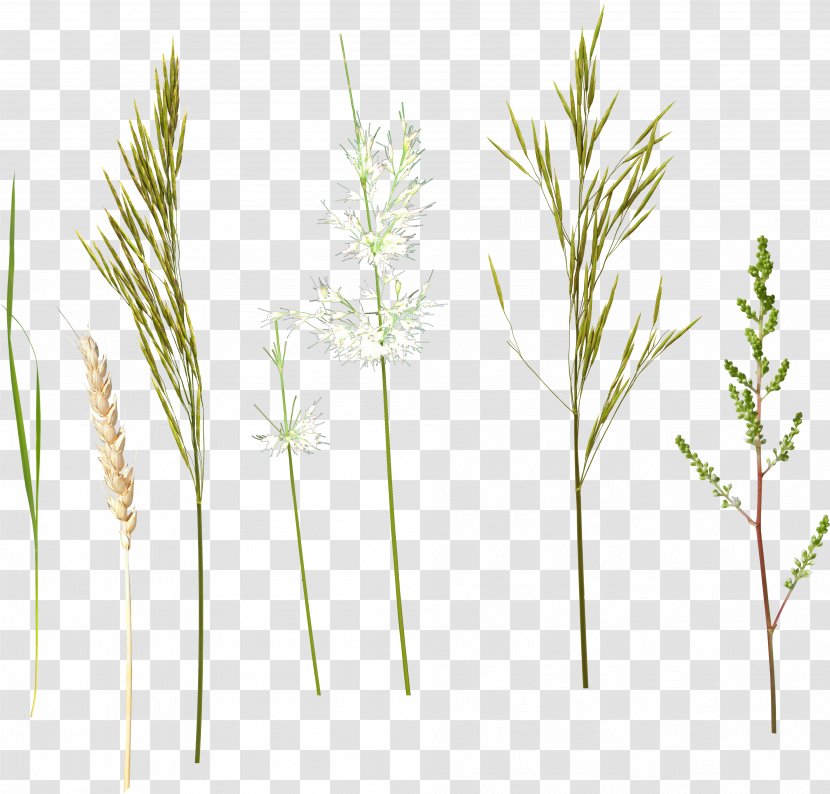 Herbaceous Plant Stem Clip Art - Flower - Grass Transparent PNG
