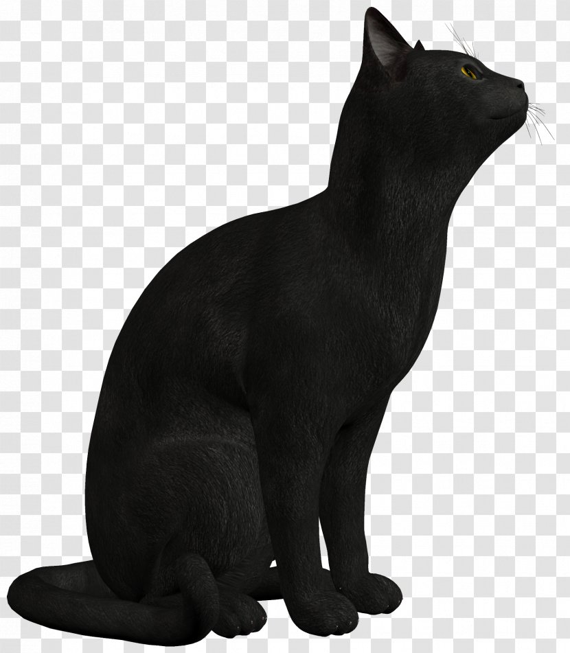 Persian Cat Black Kitten Clip Art - Small To Medium Sized Cats - Photo Transparent PNG
