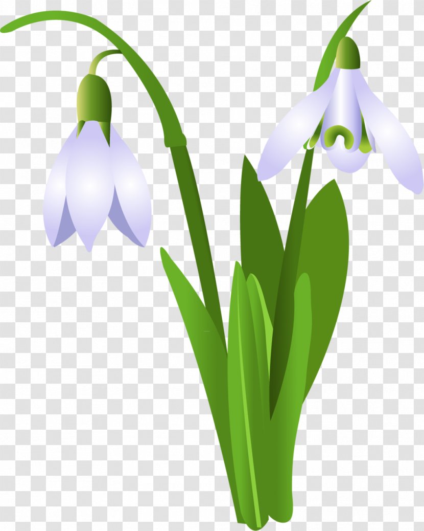 Snowdrop Flower Clip Art - Benzersiz Transparent PNG