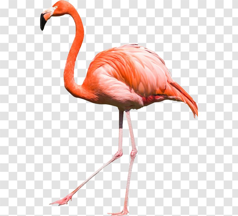 Bird Flamingos - Flamingo Transparent PNG