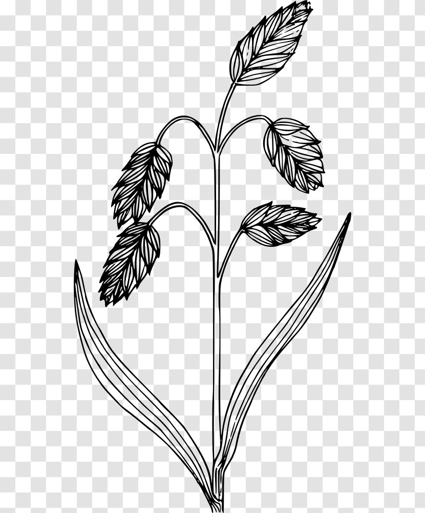 Black And White Bromus Briziformis Line Art - Tree - Invertebrate Transparent PNG