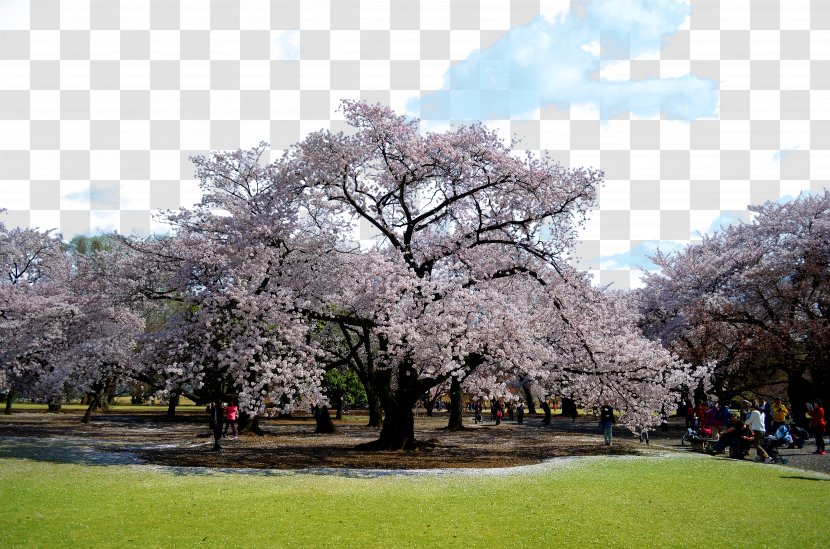 National Cherry Blossom Festival Tokyo - Japan - Sakura Photos Transparent PNG