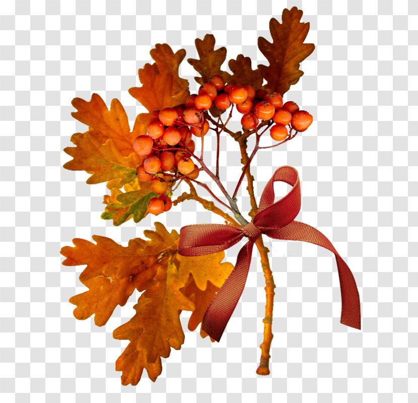 Autumn YouTube Tree Leaf - Orange Transparent PNG