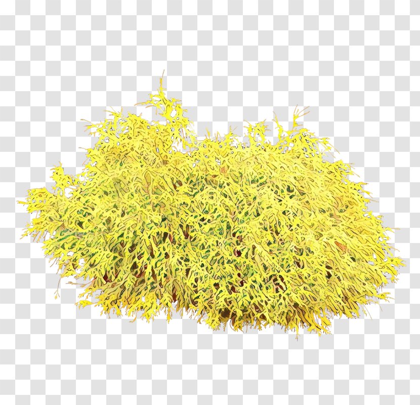 Yellow Plant Grass Flower Tree - Perennial - Forsythia Transparent PNG