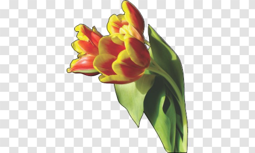 Tulip Flower Clip Art - Digital Image Transparent PNG