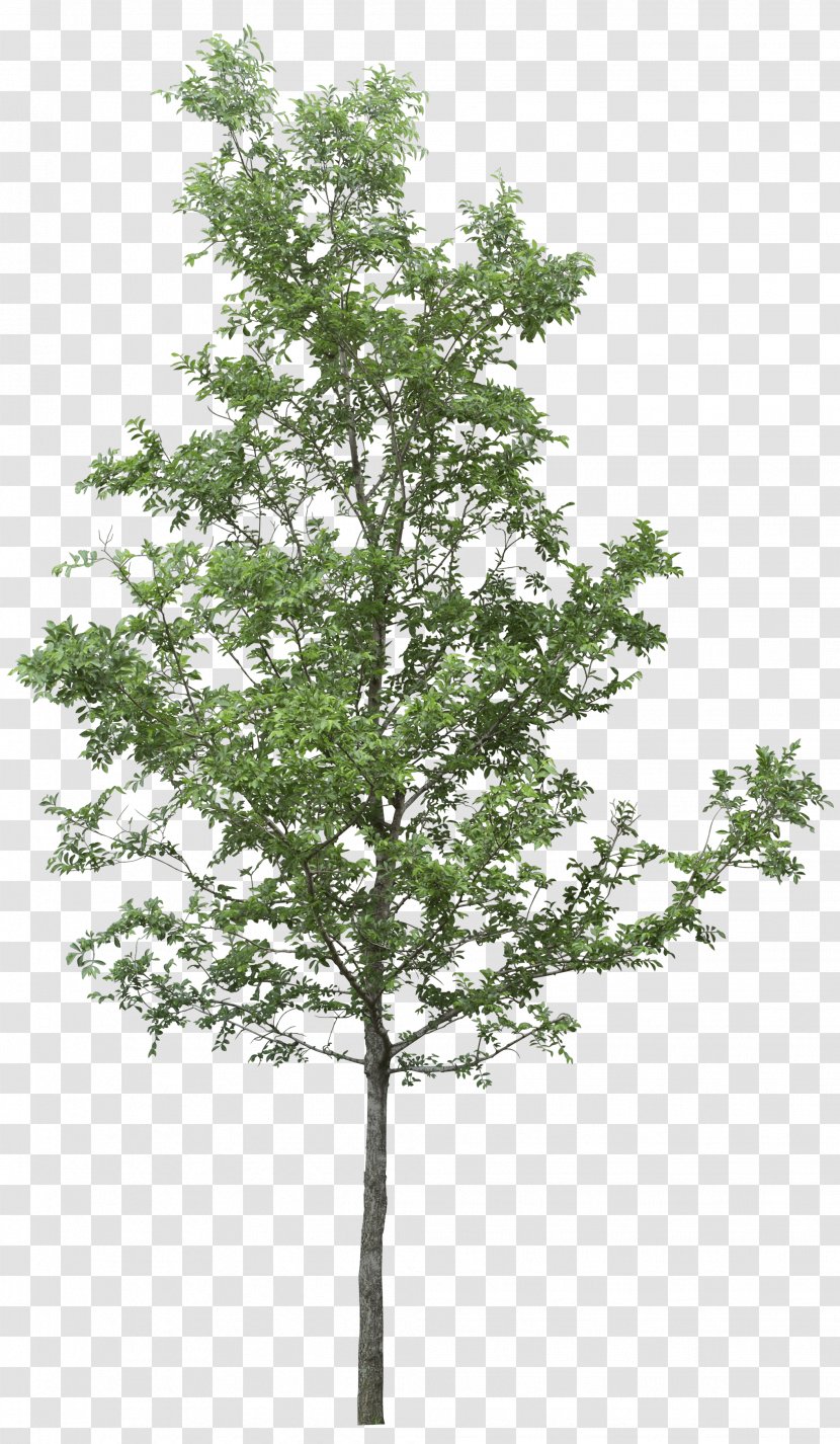 Tree Clip Art - Evergreen - Image Transparent PNG