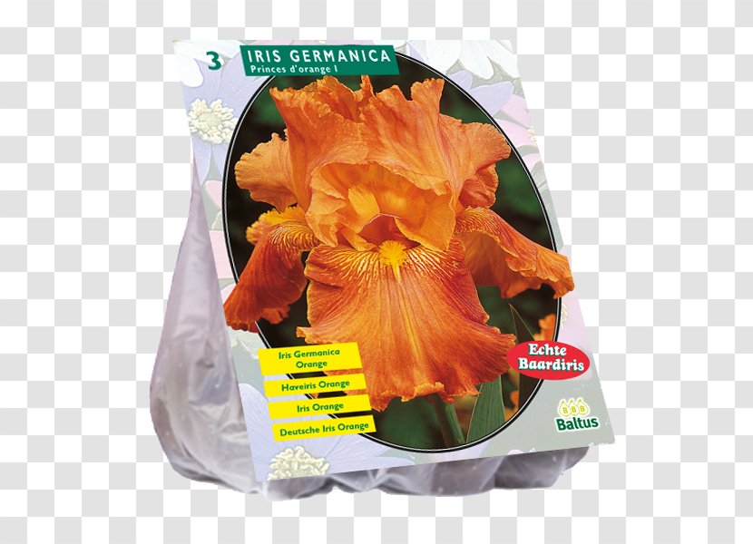 Lilium Martagon Speciosum Iris Germanica Hyacinth Common Bluebell Transparent PNG