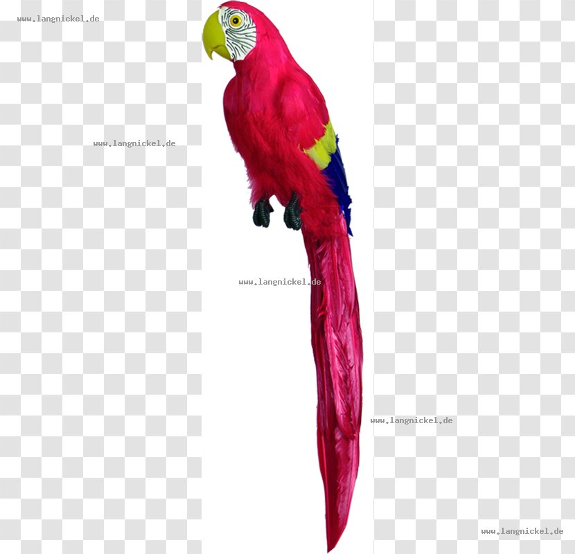 Macaw Loriini Parakeet Feather Beak Transparent PNG