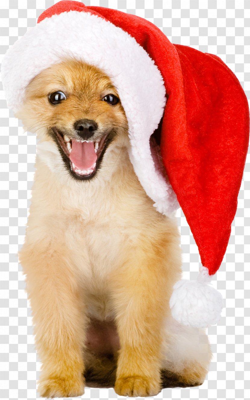 Golden Retriever Puppy Christmas Hat - Pomeranian - Dogs Transparent PNG