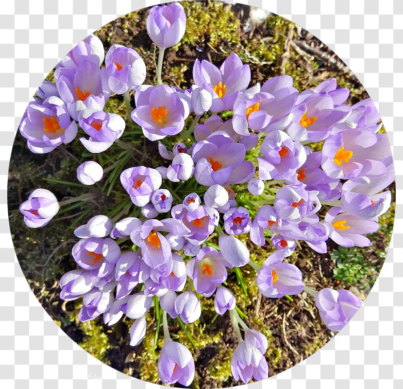 Crocus Violet Wildflower Violaceae Transparent PNG