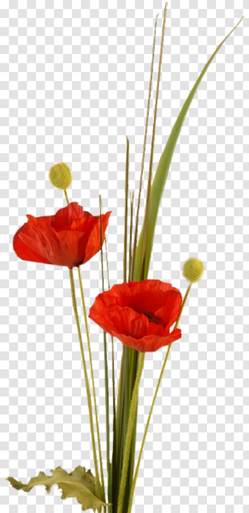 Flower Poppy Photography Clip Art - Floral Design Transparent PNG