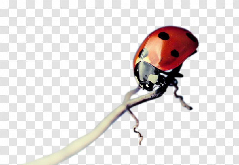 Ladybird Insect - Arthropod Transparent PNG