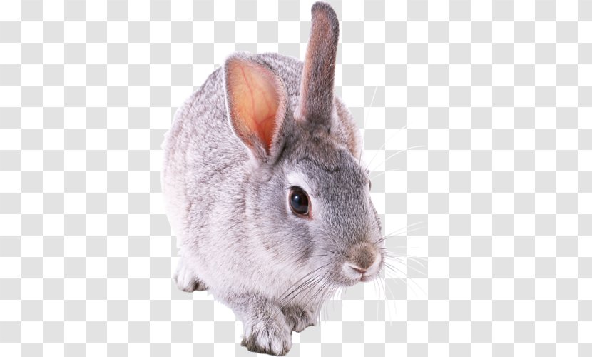 Holland Lop Rex Rabbit Tan Domestic Netherland Dwarf - Chinchilla Transparent PNG