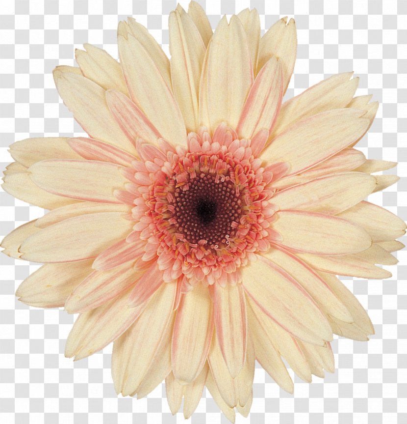Transvaal Daisy Common Cut Flowers Clip Art - Petal - Small Fresh Pink Flower Transparent PNG