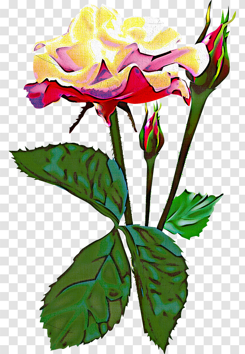 Two Flowers Two Roses Valentines Day Transparent PNG