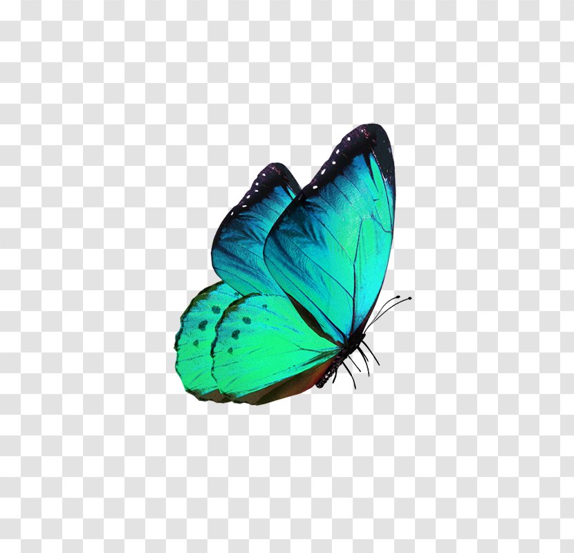 Butterfly Transparency And Translucency Phengaris Alcon - Fantasy Transparent PNG