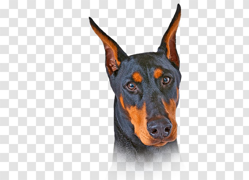 Dobermann German Pinscher Miniature Manchester Terrier Puppy Transparent PNG