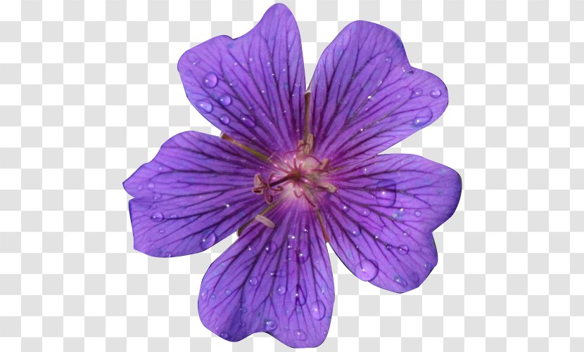 Flower Purple Clip Art - Realistic Flowers Cliparts Transparent PNG
