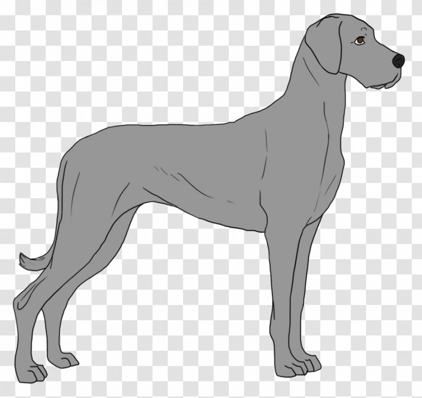 Ancient Dog Breeds Great Dane Sloughi Sporting Group - Breed - GREAT DANE Transparent PNG
