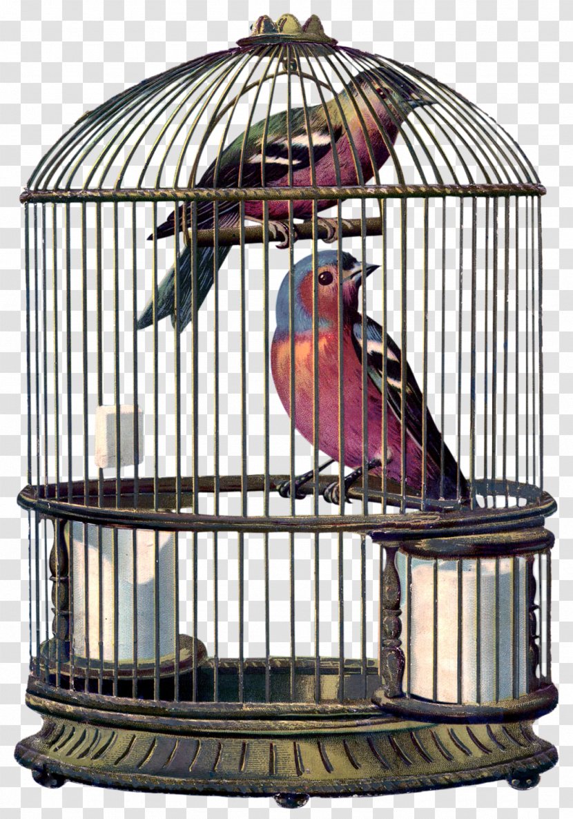 Birdcage Cockatiel Domestic Canary - Bird - Vector Transparent PNG