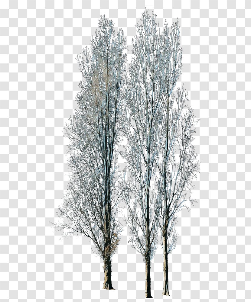 Family Tree Background - Winter - American Larch Plant Stem Transparent PNG