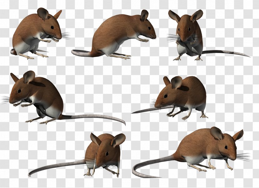 Computer Mouse Clip Art - Fauna Transparent PNG