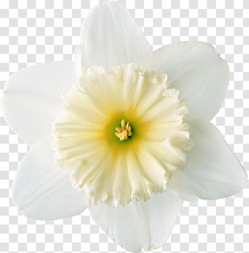 Daffodil Raster Graphics Clip Art - Flowering Plant - Tulip Transparent PNG