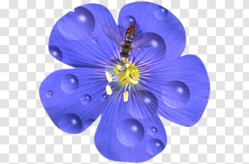 Flower Drawing Petal Blue Flax Tea Room - Violet Transparent PNG