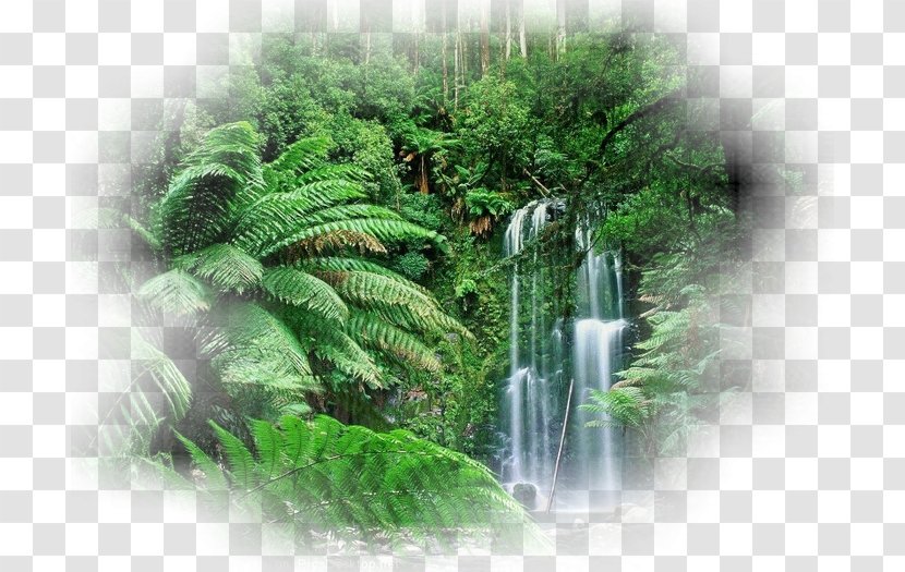 Tropical Forest Amazon Rainforest Tropics Transparent PNG