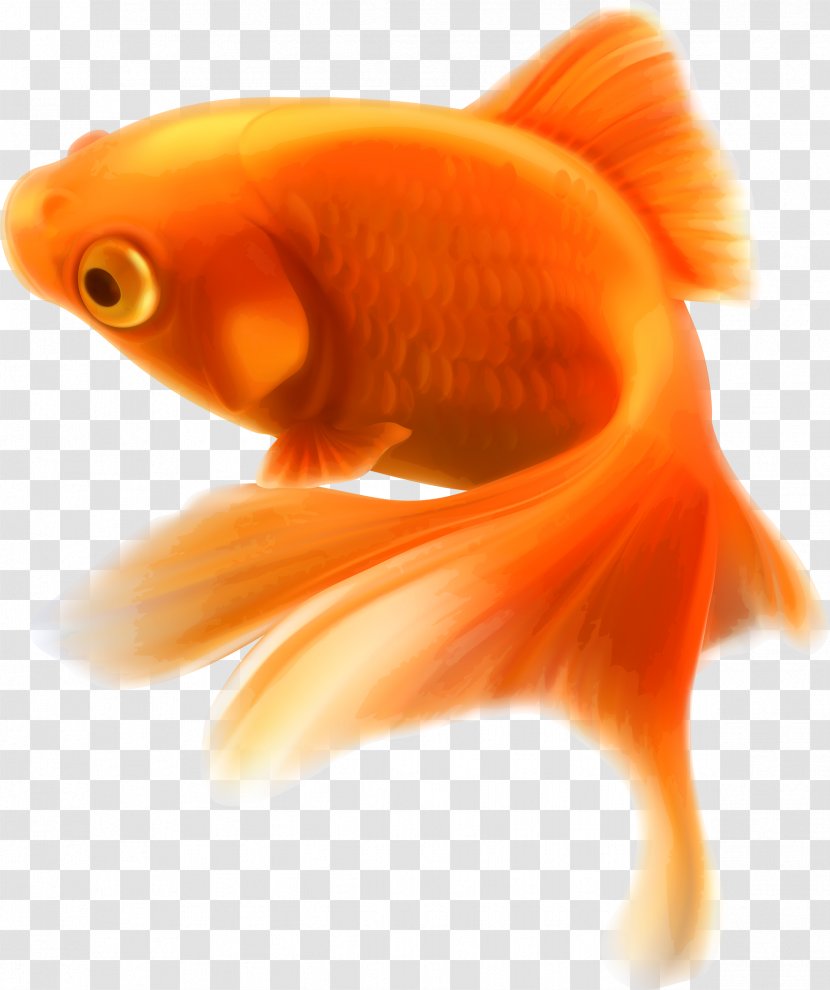 Goldfish Clip Art Image Vector Graphics - Rayfinned Fish - Big Face Transparent PNG