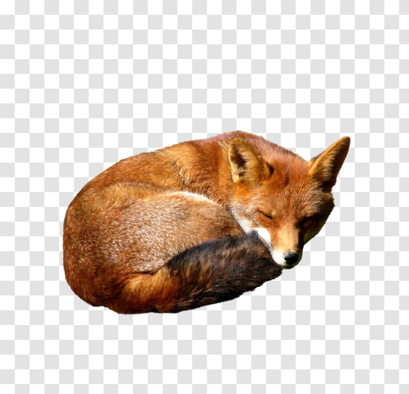 Red Fox Kit - Whiskers Transparent PNG