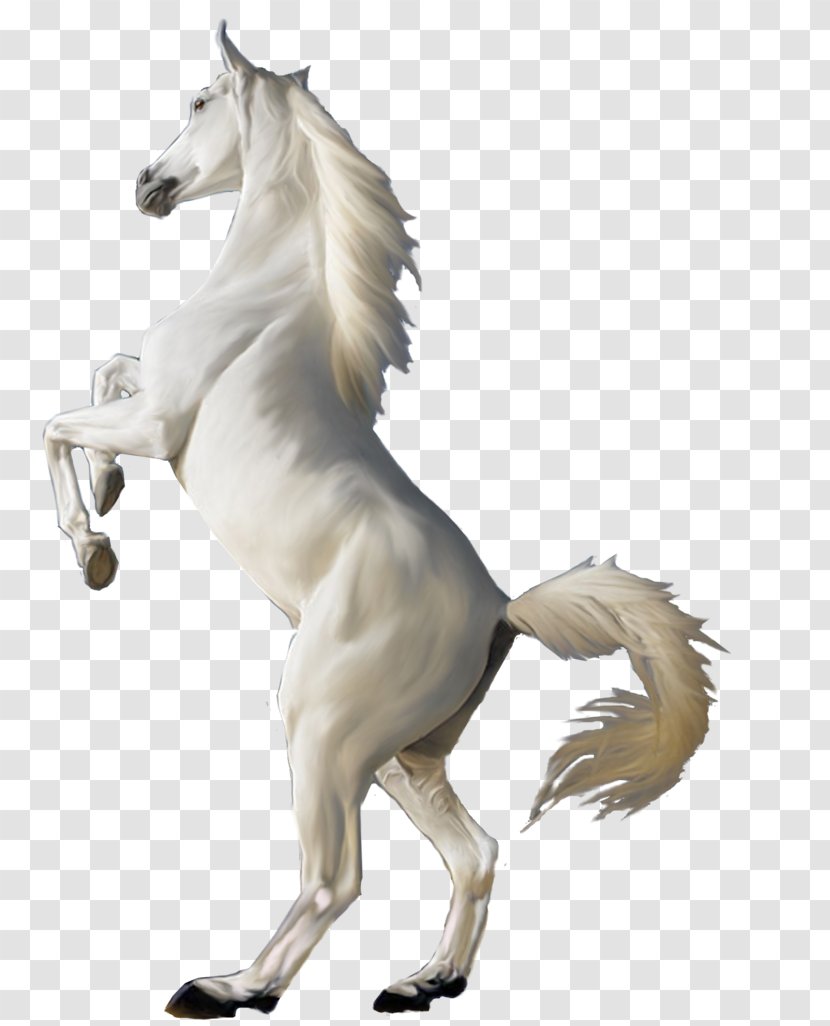 Arabian Horse White Clip Art - Stallion Transparent PNG