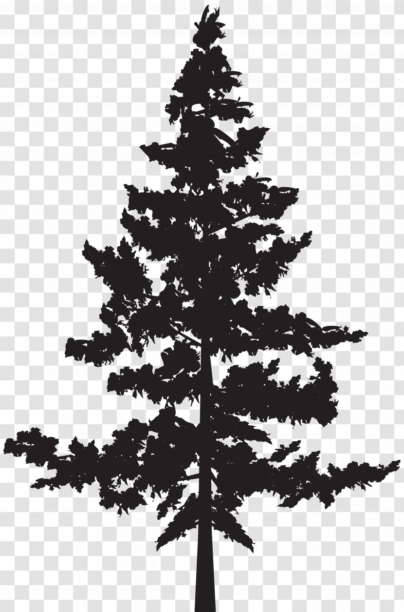 Black Pine Tree Pinus Contorta - Spruce - Silhouette Clip Art Image Transparent PNG