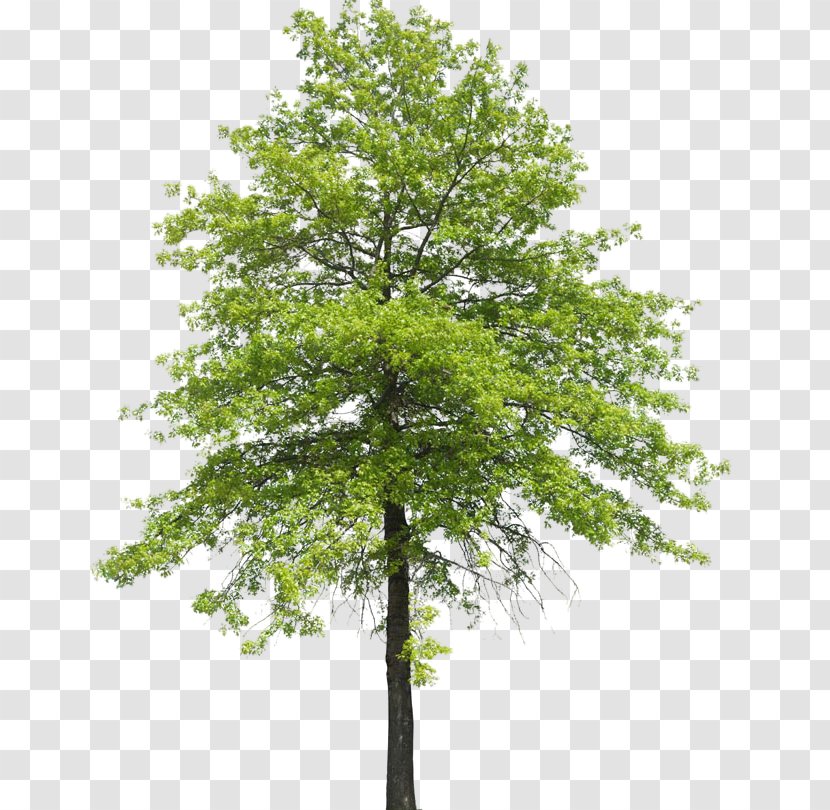 Tree Plant Shrub Nature Transpiration - Arboles Transparent PNG