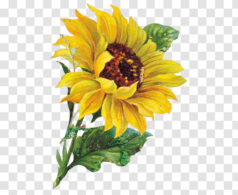 Common Sunflower Clip Art - Cut Flowers - Vase Transparent PNG