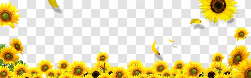 Common Sunflower Download Landscape - Raster Graphics Transparent PNG