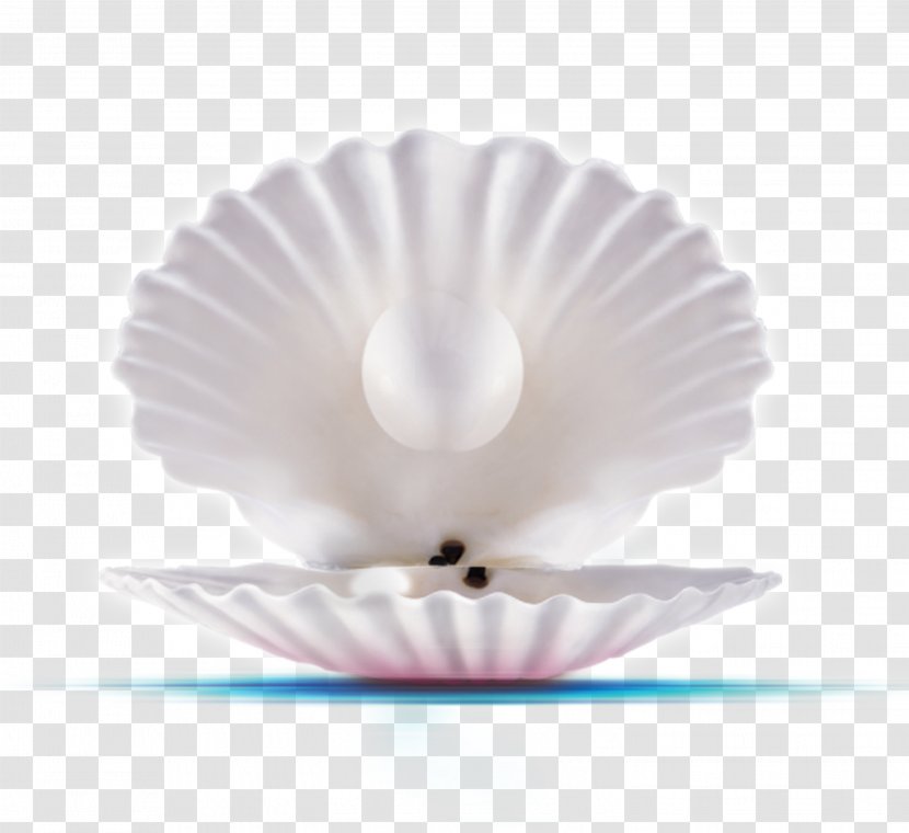 Pearl Commerce Shop JD.com Seashell - Shell Transparent PNG