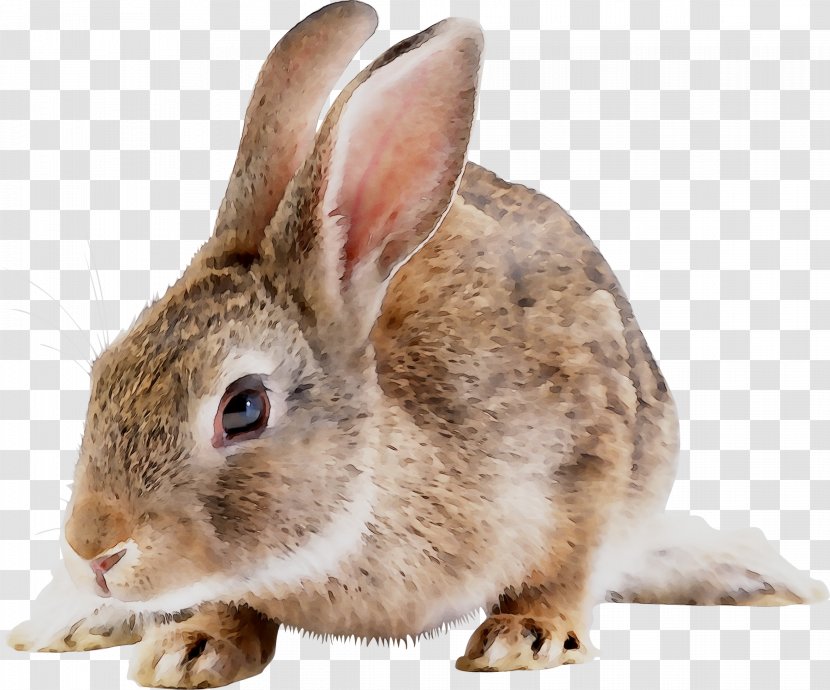 Domestic Rabbit Hare Fur Fauna - Wood Transparent PNG