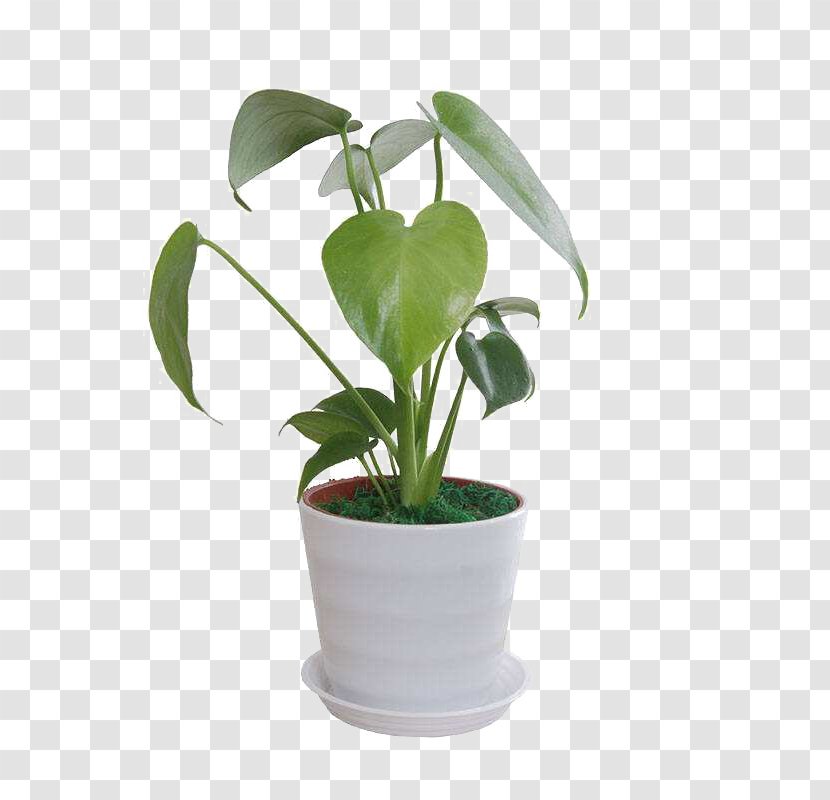 Leaf Flowerpot Swiss Cheese Plant - Raised Turtle Bamboo Transparent PNG