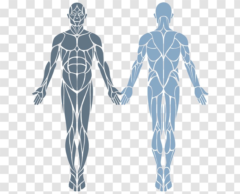 Catalyst Pain Solutions Physical Therapy - Tree - Hip Transparent PNG