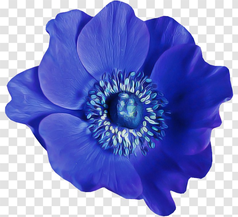 Blue Flower Petal Cobalt Violet - Poppy Family Anemone Transparent PNG