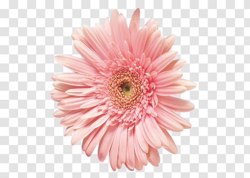 Transvaal Daisy 1 May International Workers' Day Holiday Pretty Marsh - Gerbera - Aster Transparent PNG
