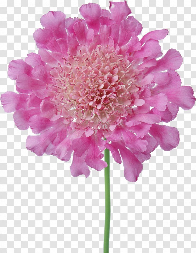 Border Flowers Pink Petal Clip Art - Annual Plant - Flower Transparent PNG