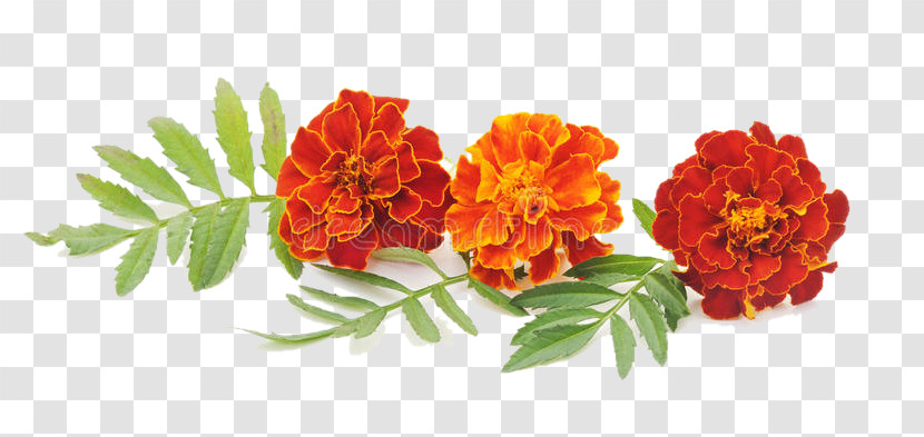 Flower Tagetes Plant Petal Lantana Transparent PNG