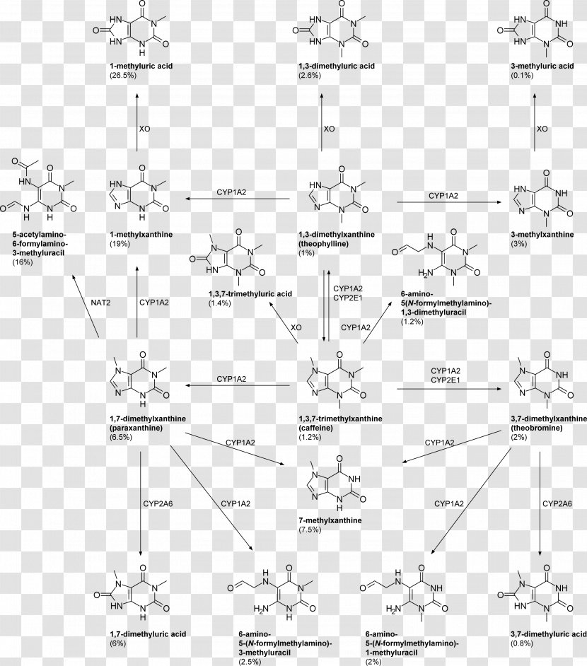 Paraxanthine Caffeine Metabolite Theobromine 1,3,7-Trimethyluric Acid - Artwork Transparent PNG