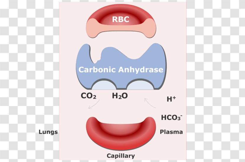 Carbon Dioxide Red Blood Cell Bicarbonate Hemoglobin - Jaw - Cells Transparent PNG