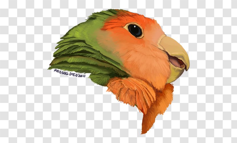 Macaw Drawing Mask Parakeet Beak - Lovebird Transparent PNG