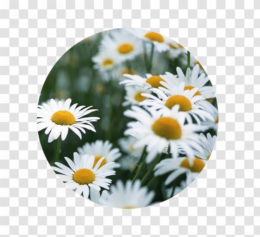 Common Daisy Birth Flower Family Floral Design - Rose - Lily Of The Valley Transparent PNG