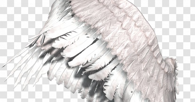 DevIL Clip Art - Wing - Bird Transparent PNG