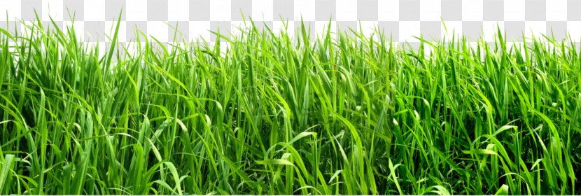 Clip Art - Grass Family - Image, Green Picture Transparent PNG